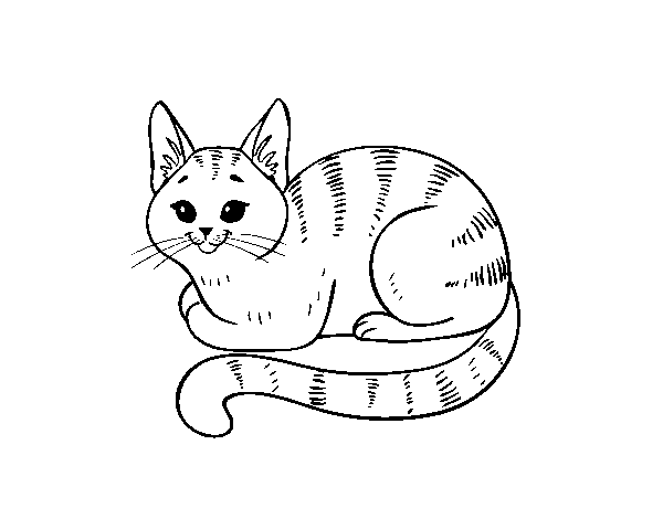 Desenho de Gato novo para Colorir
