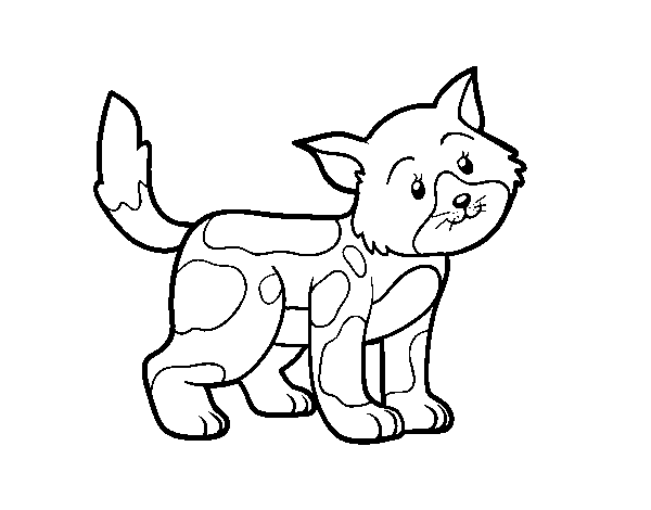 Desenho de Gato solitário para Colorir