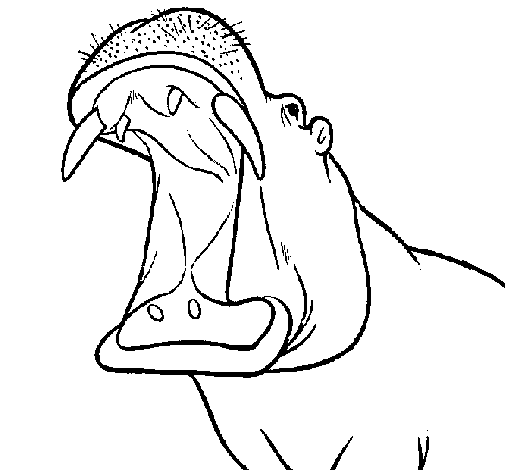 Desenho de Hipopótamo com a boca aberta para Colorir