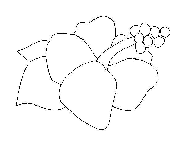 Desenho de Lagunaria flor para Colorir