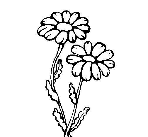 Desenho de Margaridas para Colorir