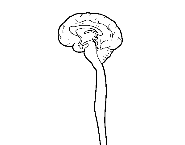 Desenho de Medula espinhal para Colorir