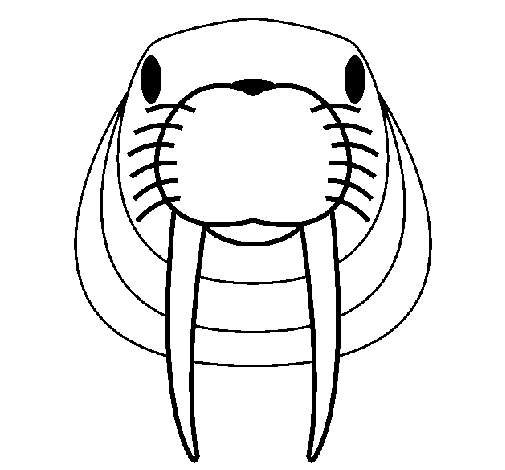 Desenho de Morsa macho adulto para colorir