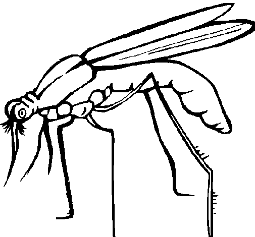 Desenho de Mosquito para Colorir