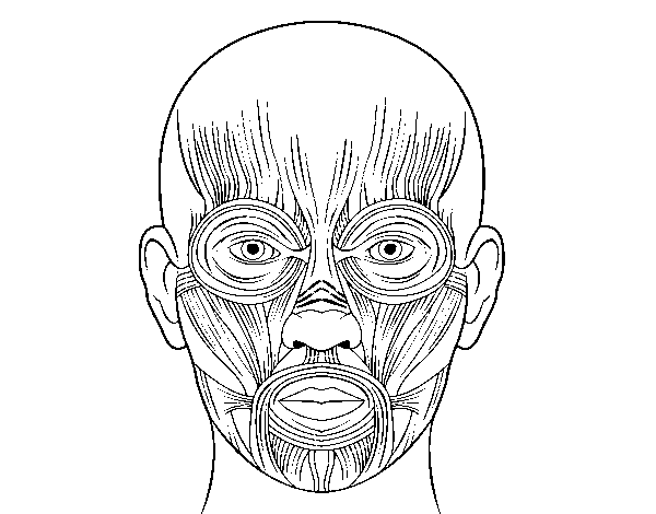 Desenho de Músculos da face para Colorir