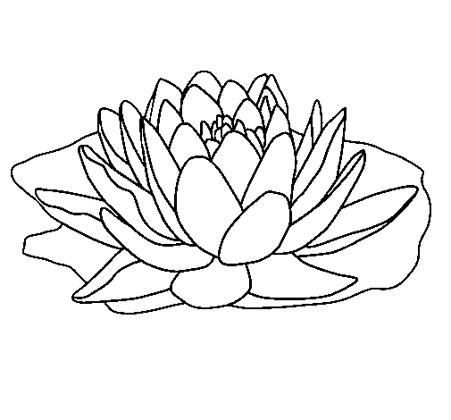 Desenho de Nymphaea para Colorir