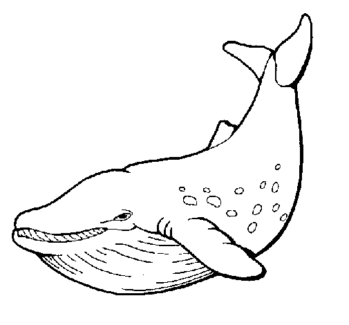 Desenho de Orca para Colorir
