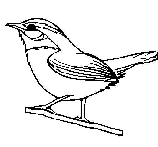 Desenho de Pássaro silvestre para Colorir