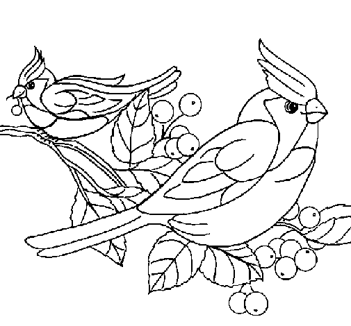 Desenho de Pássaros para Colorir