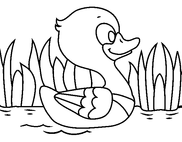 Desenho de Pato do rio para Colorir