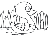 Desenho de Pato do rio para colorear