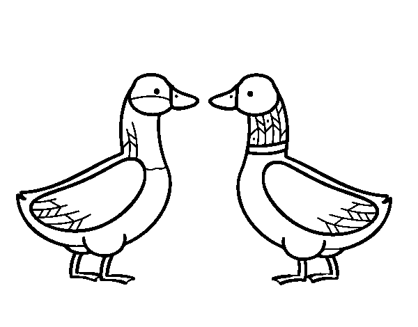 Desenho de Pato fêmea e pato masculino para Colorir