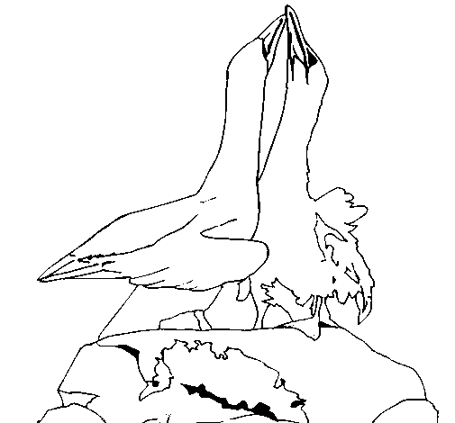Desenho de Patos numa rocha para Colorir