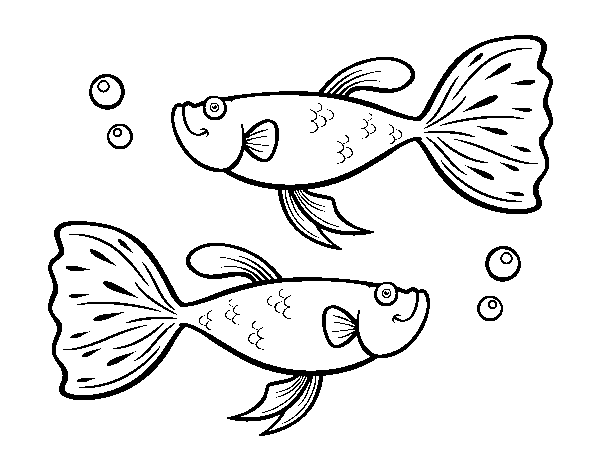 Desenho de Peixes guppy para Colorir