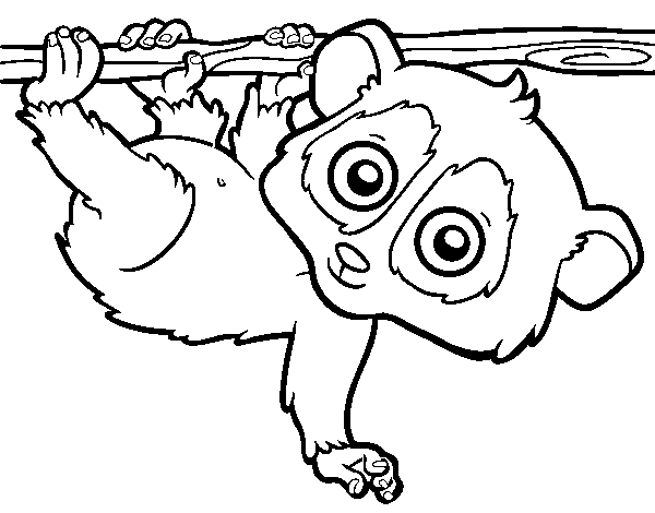 Desenho de Pigmeu loris lento para Colorir
