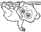 Desenho de Pigmeu loris lento para colorear