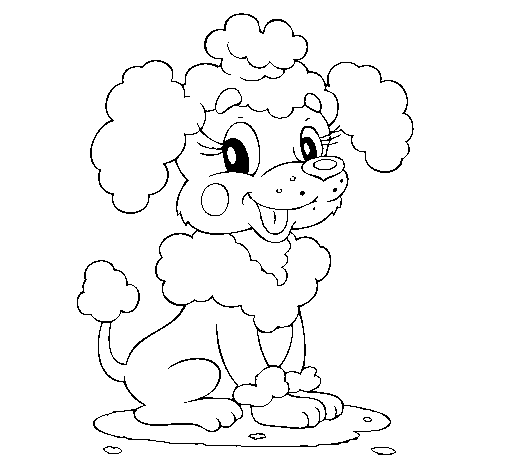 Desenho de Poodle para Colorir
