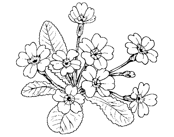 Desenho de Primula para Colorir
