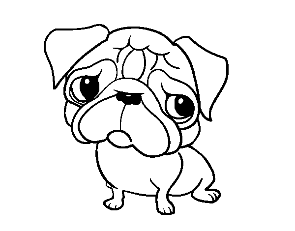 Desenho de Pug para Colorir