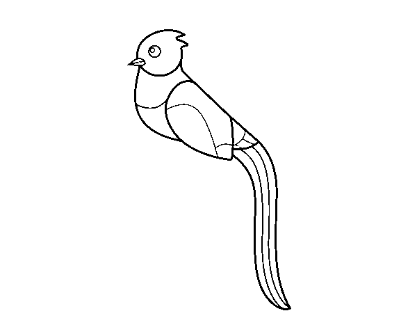 Desenho de Quetzal para Colorir