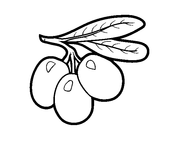 Desenho de Ramo azeitonas para Colorir