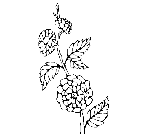 Desenho de Ramo com flores para Colorir