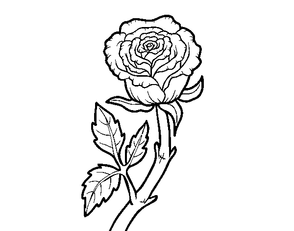 Desenho de Rosa selvagem para Colorir