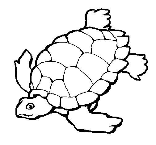 Desenho de Tartaruga para Colorir