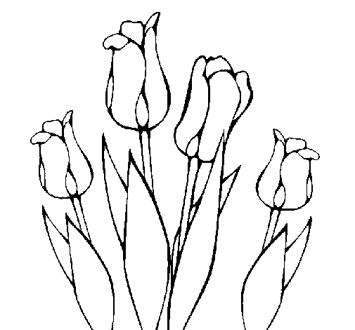 Desenho de Tulipa para Colorir
