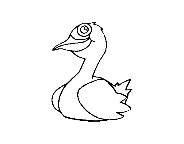 Desenho de Um pato para Colorir
