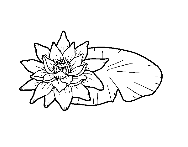 Desenho de Uma flor de lotus para Colorir
