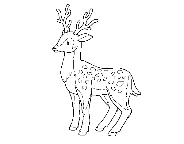 Desenho de Un cervo novo para Colorir