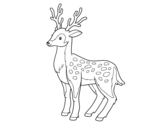 Desenho de Un cervo novo para colorear