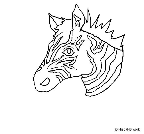 Desenho de Zebra II para Colorir